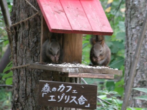 2匹で仲良くお食事中・・～夏の終わり？の「エゾリス君」～