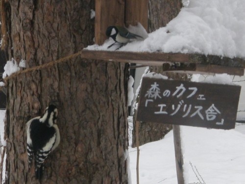 今日は冬の十勝らしい晴れ・・「野鳥さん」も大喜び！