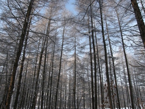 薄っすらと雪の降った寒い朝でも「エゾリス君」は活動的！