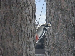 毎日、同じカラマツの木で同じ動きをする「アカゲラ」さんの＜動画＞