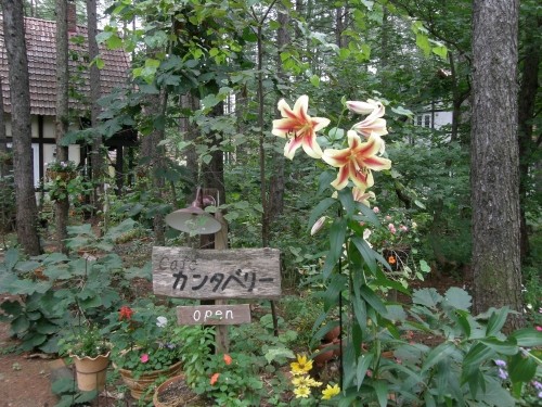 夏の終わり？に咲くのカンタベリーの看板”ゆり”