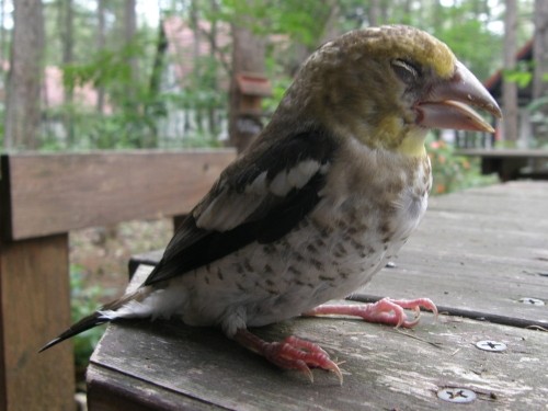 「ドカ～ン・・ドスン」野鳥さんが窓に激突してしまいました。