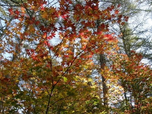 深まる秋・・「綺麗な紅葉」とお客さんから頂いた「綺麗なチョコレート」