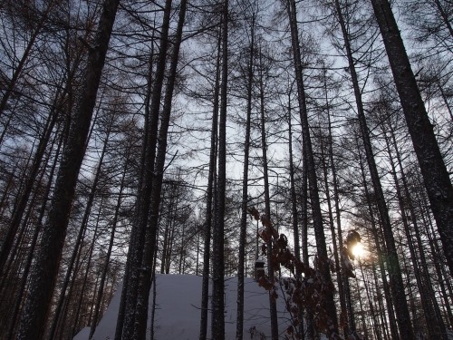 昨夜の雪が薄っすら残る・・朝のカラマツ林