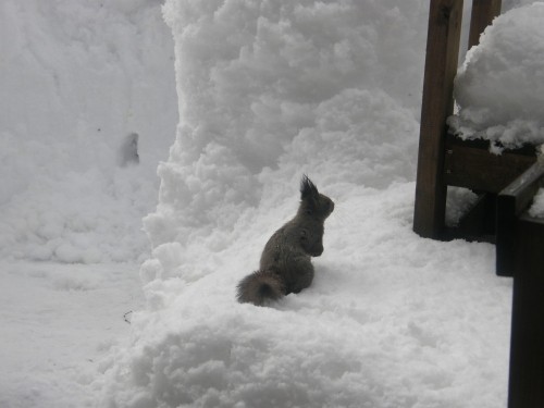 降り続いた雪の後・・カフェのまわりで食べ物を探す「エゾリス君」