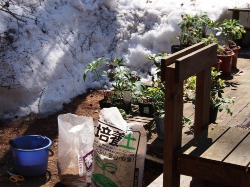 クリスマスローズの植え替え作業開始～まだ、雪は残っていますが・・～