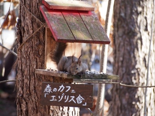 春の花が急に咲き始め、エゾリス君も”ひなたぼっこ”暖かな一日！