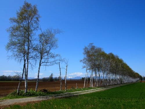 ５月の中札内村・しらかば防風林のある農村風景