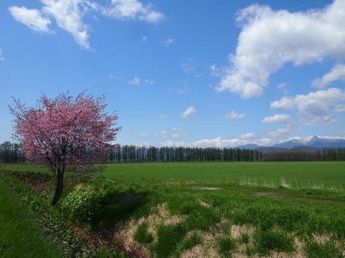 中札内村らしい農村風景の中の”桜”をさがして・・