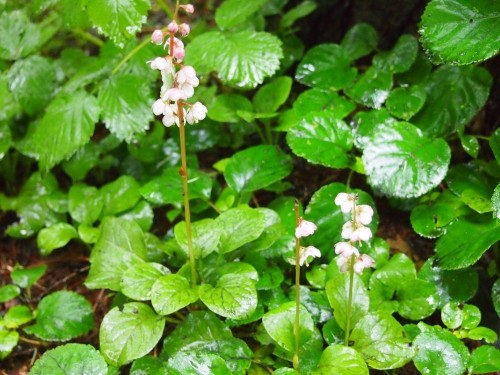 降り続く雨の森・・カンタベリーの庭に自生する「ベニバナイチヤクソウ」