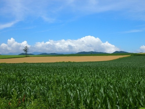 収獲近い実った”小麦のある風景”～７月中札内村の農村風景～