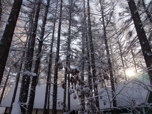 まわりの風景が・・”クリスマス”　エゾリス君がサンタクロース？