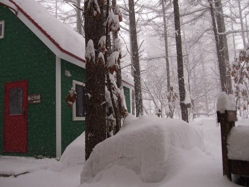 昨夜から昼間にかけての中札内村・・ひさびさの大雪になりました。