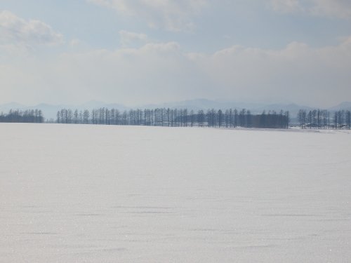 2月の中札内村‥防風林のある農村風景