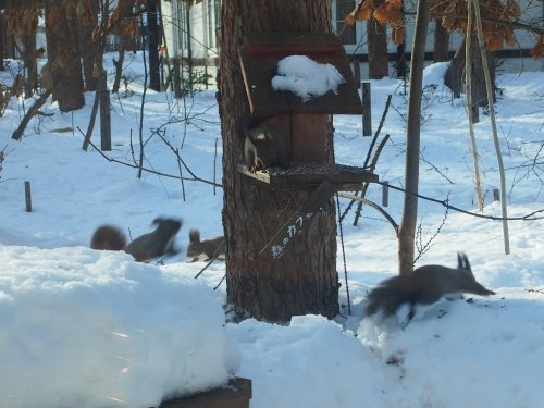 春の陽気にエゾリス君大集合。カメラに４匹・・収まりました！