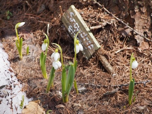 春いちばんに・・庭で咲いたのは今年も”スノードロップ”