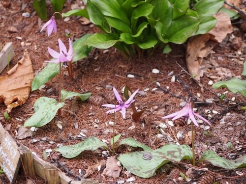 寒いG.W.だけど・・カンタベリーの春の花は順調に咲いています。