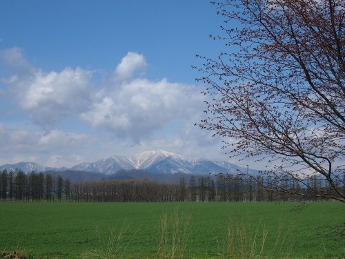 新緑の農村風景ですが・・村道沿いの一本桜はまだ”つぼみ”。