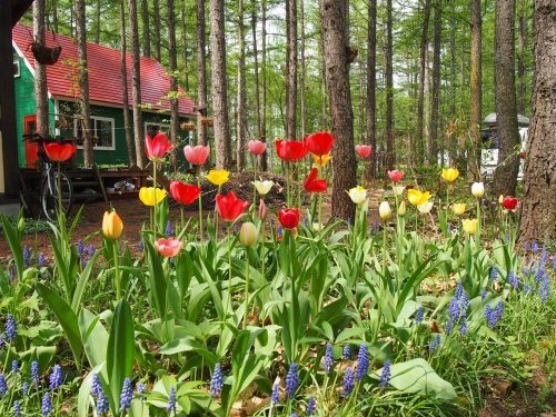 森の中の”チューリップ”が開花・・”オオバナノエンレイソウ”も・・