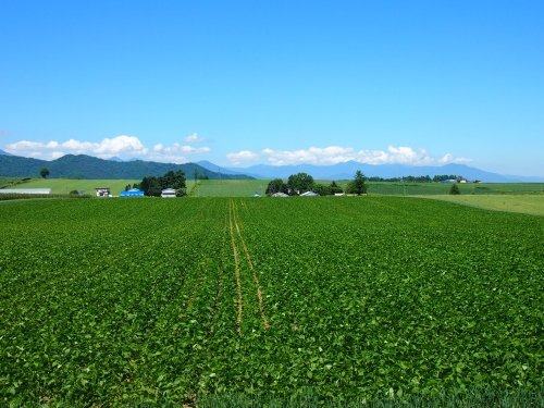 晴れの続く中札内村・・夏の緑の農村風景