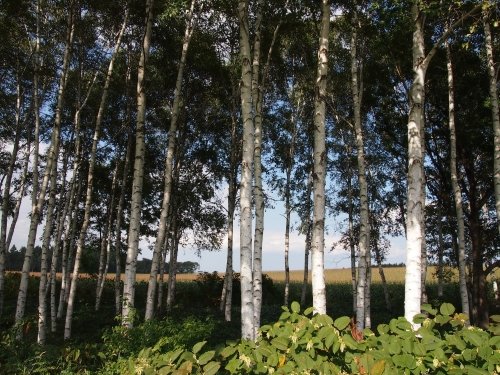 ９月の中札内村・・「実りの秋の農村風景」