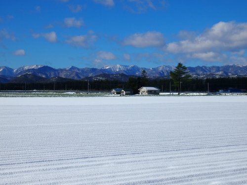 １０月緑の木々と雪景色・・そして宿のまわりのカラマツが倒れました。