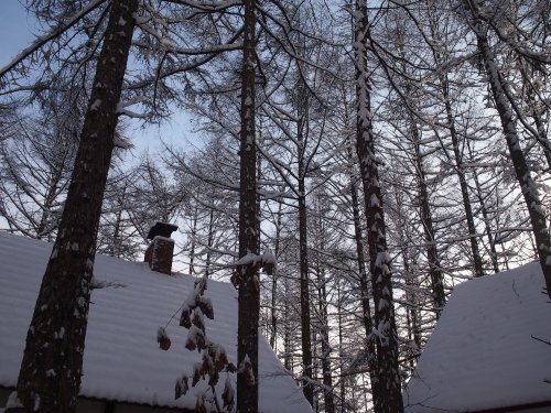 ひさびさの積雪・・カンタベリーもやっとこの時期らしい景色になりました。