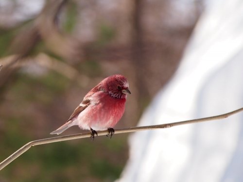 時折雪のちらつくカフェの外は・・エゾリス君や野鳥さんでにぎやかです。