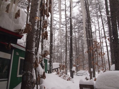 まだ落ちぬ屋根の雪に・・今日も吹雪の中札内村！