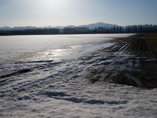 雪どけ進む・・中札内村の農村風景