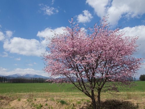 ”村道沿いの一本桜”今年はG.W.最終日、満開になってしまいました。