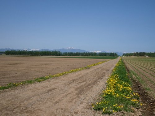 中札内美術村へ続く砂利道より～５月の中札内村農村風景～