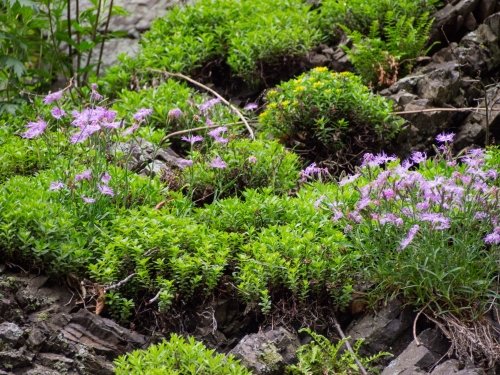 林道沿いの崖の上にピンクの花畑～「タカネナデシコ」の群落～