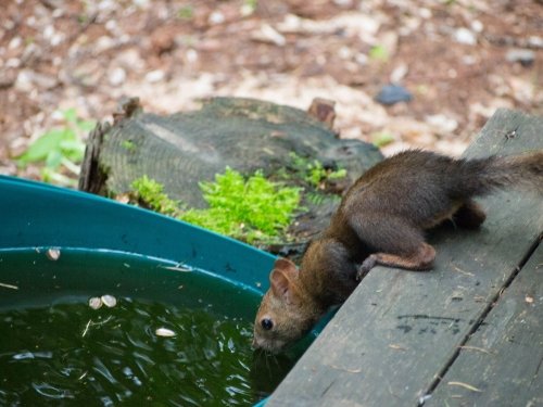 夏の暑さが苦手なエゾリス君・・今年の暑さもピークが過ぎたよ？