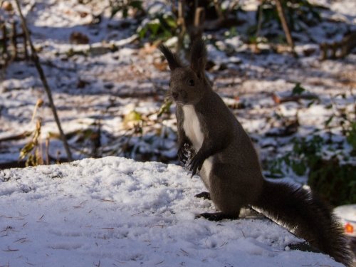 この冬はじめての積雪に・・雪の感触を確かめる？エゾリス君