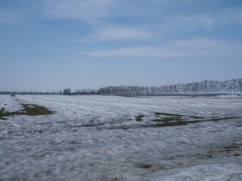 雪どけの進む農村風景～すこしうねった畑にシラカバ防風林～