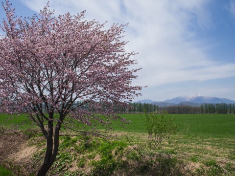 G.W.最終日、村道沿いの一本桜(中札内村)が満開に・・!