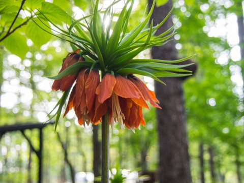 新緑の美しい5月・・春の花が次々と咲いてきました。