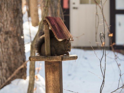 エゾリス君も新年のごあいさつに・・