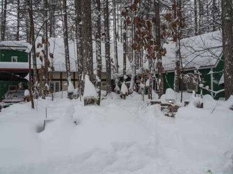 久しぶりの大雪に見舞われ・・50センチの積雪!