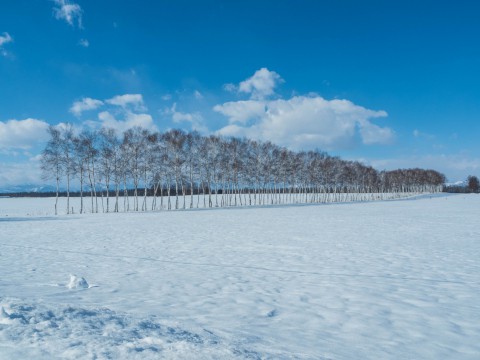 光かがやく畑の文様と・・白樺並木のある風景