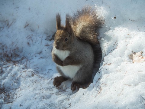 春の陽気に誘われて・・日向ぼっこの”エゾリス君”