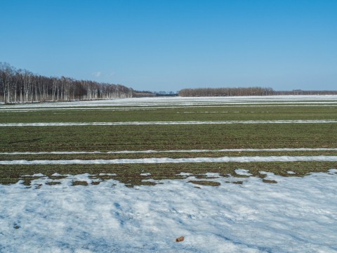 春を感じる暖かさで・・畑の雪どけがどんどん進みます。