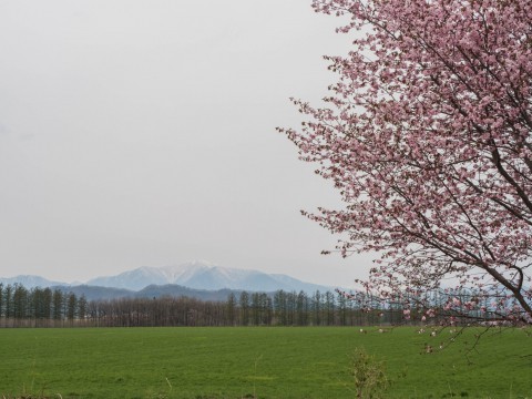 中札内らしい風景に・・「村道沿いの一本桜」が咲きました。