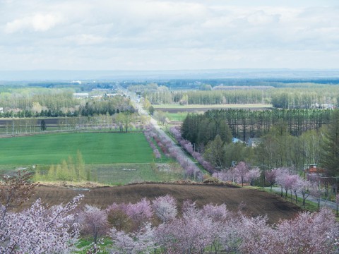 上札内の丘の上「桜六花公園」の桜も満開になっています。