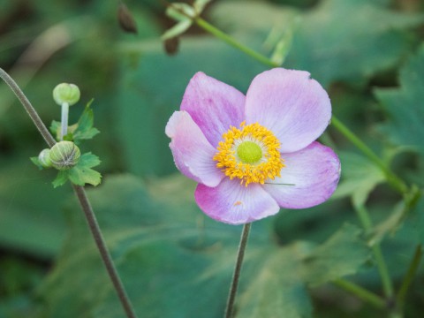 雨にも負けず、風にも負けず・・秋の花が咲き始めました。