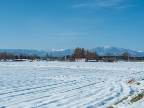 11月上旬・雪景色とカラマツの紅葉、そして・・エゾリス君がコラボ!