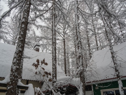 昨日から降りつづく雪・・カンタベリーの積雪は1メートル越え!