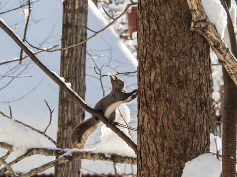 カラマツの枝に積もった雪を落としながら・・エゾリス君がやって来る!