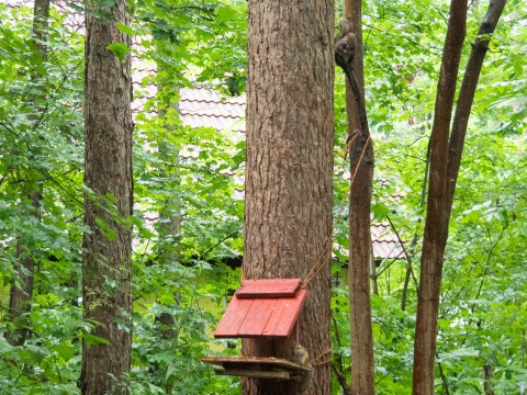 ”エゾリス君”と”エゾシマリスさん”がリス小屋で鉢合わせ!